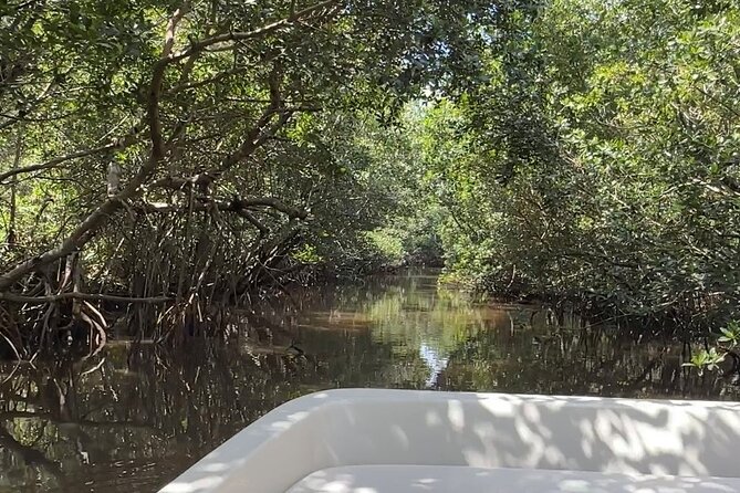 Everglades Mangrove Wilderness Boat Tour - Price and timing: how $68.90 fits the value picture