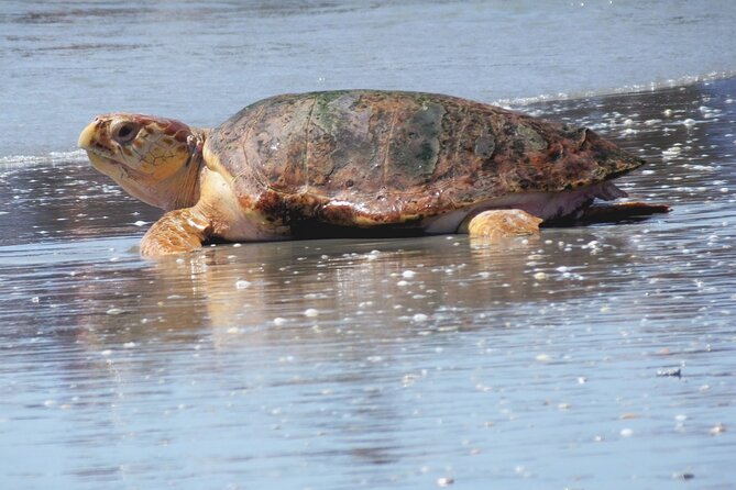 Everglades National Park Boat Tour - A calm Everglades boat ride that feels made for nature lovers