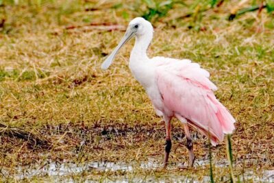 Everglades National Park Boat Tour - Where you start in Ochopee and what 90 minutes is really like