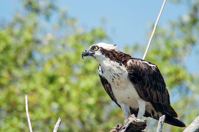 Everglades National Park Boat Tour - Chokoloskee Bay: the islands and channels you’ll actually notice