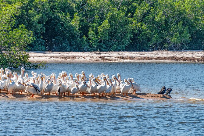 Everglades National Park Boat Tour - Everglades City: where local storytelling pairs with wildlife time