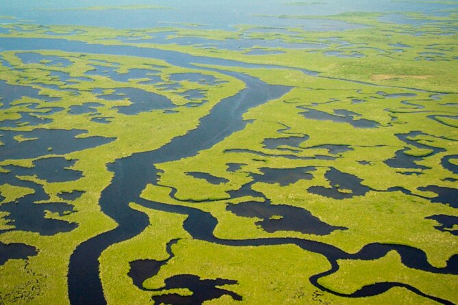 Everglades National Park Boat Tour - The wildlife checklist: birds, osprey nests, and dolphins
