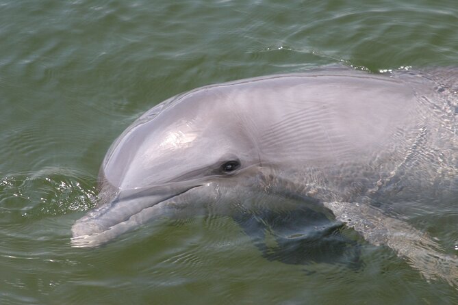 Everglades National Park Boat Tour - Price and value: $60.48 plus the park entrance fee