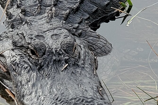 Everglades National Park Naturalist Led Hike, 2 Boat Trips + More - Hotel Pickup in a 15-Passenger Sprinter Van (With Wildlife Stops En Route)