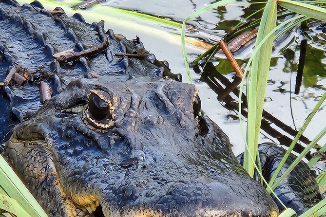Everglades National Park Naturalist Led Hike, 2 Boat Trips + More - Big Cypress National Preserve Walk: Orchids and Endangered Plants