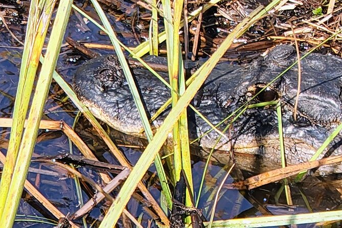 Everglades National Park Naturalist Led Hike, 2 Boat Trips + More - Ochopee Post Office, Everglades City, and Smallwood Store: Old Florida Stops That Break Up the Day