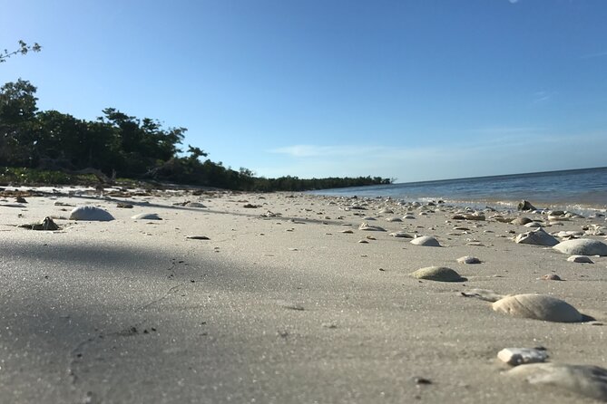 Everglades Small Group Guided Boating and Walking Expedition - What you might see: dolphins, manatees, sea turtles, and the bird list you’ll actually use