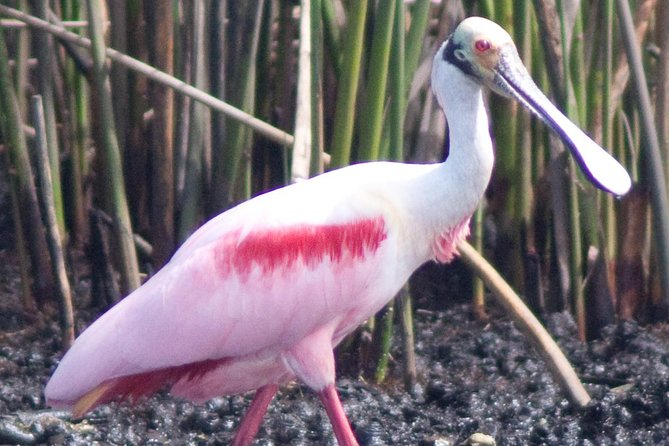 Everglades Small Group Guided Boating & Walking Tour Expedition - What the guide does on the water (and why it’s worth your attention)