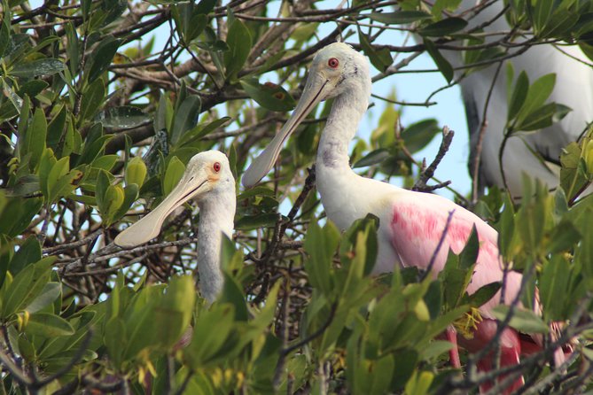 Everglades Small Group Guided Boating & Walking Tour Expedition - The short island walk: inter-tidal zones, shells, and tide timing