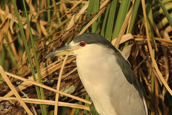Everglades Small Group Guided Boating & Walking Tour Expedition - Wildlife you can realistically hope to see