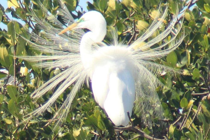 Everglades Small Group Guided Boating & Walking Tour Expedition - Practical tips I’d use before you go