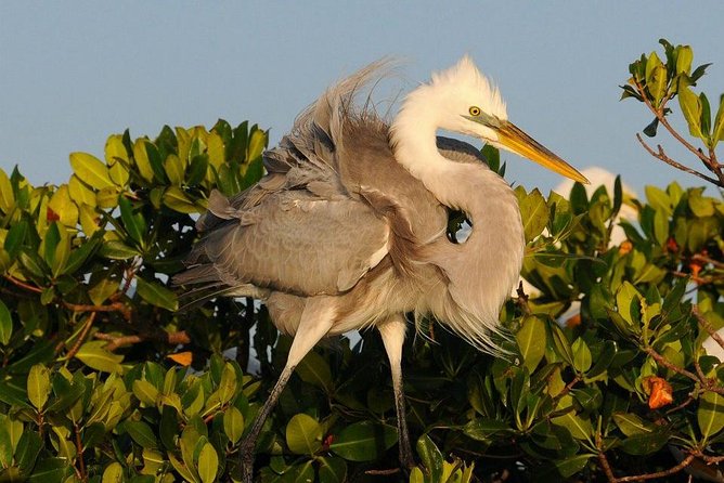 Everglades Small Group Guided Boating & Walking Tour Expedition - Ten Thousand Islands powerboat time: getting close without being loud