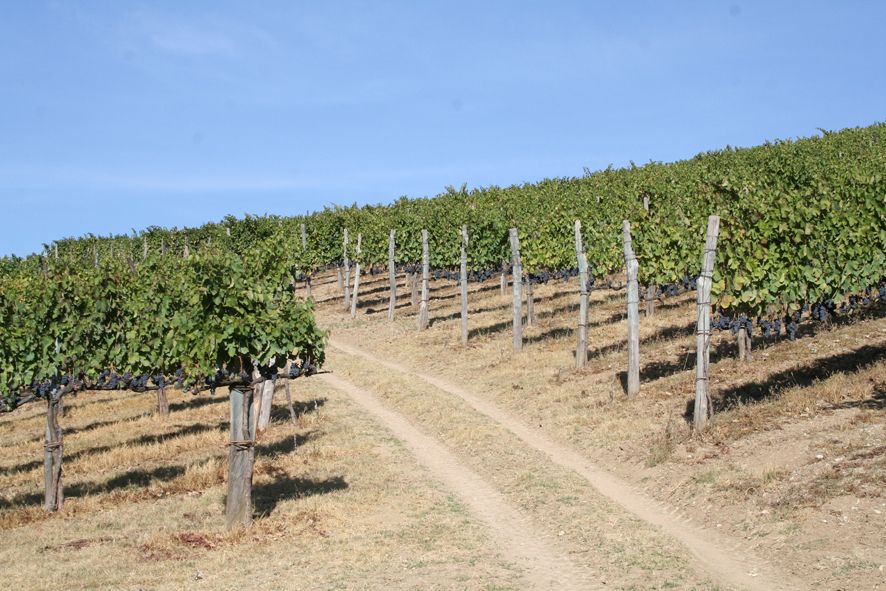 From Naples: Irpinia Wine Tour with 6 Tastings - Key highlights