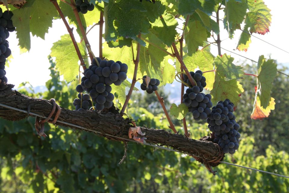 From Naples: Irpinia Wine Tour with 6 Tastings - Practical tips to make the day feel smooth
