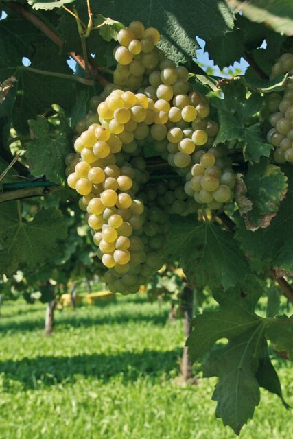 From Naples: Irpinia Wine Tour with 6 Tastings - Lunch break (not included): how to handle it without breaking your schedule
