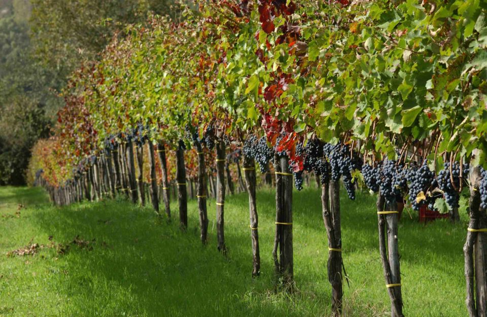From Naples: Irpinia Wine Tour with 6 Tastings - Taurasi DOCG at the second stop: why this one matters