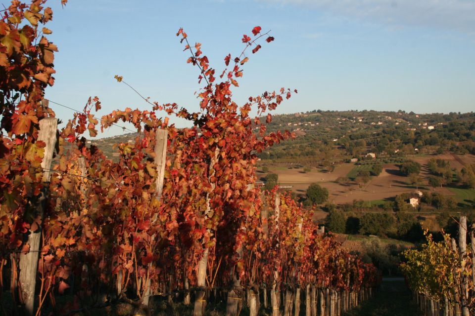 From Naples: Irpinia Wine Tour with 6 Tastings - The tasting lineup: how to think about 6 glasses without getting lost