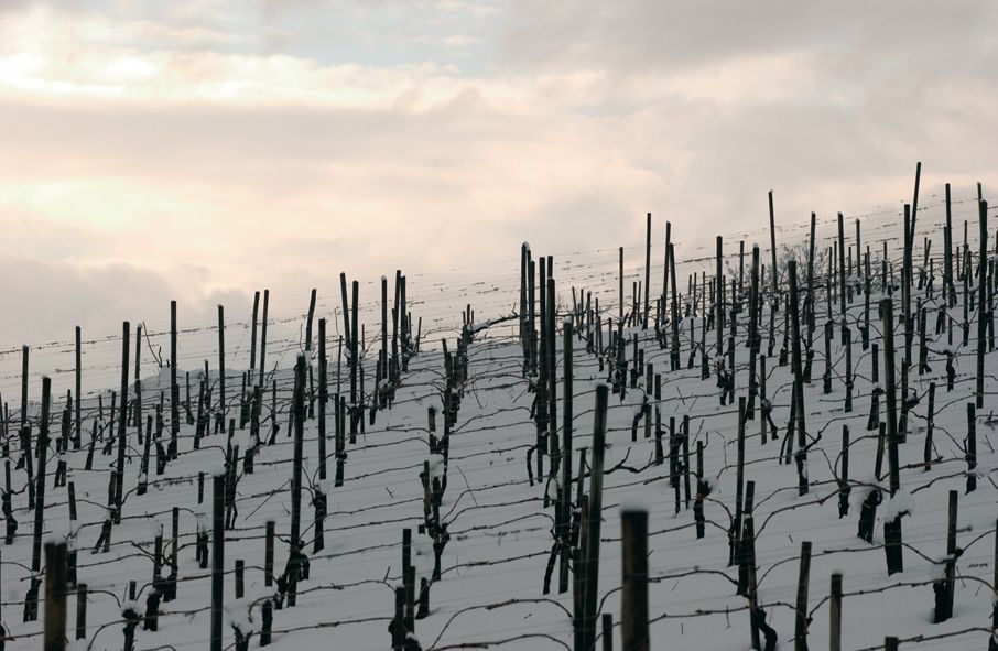 From Naples: Irpinia Wine Tour with 6 Tastings - Guide style and group size: the difference between a tour and a day out