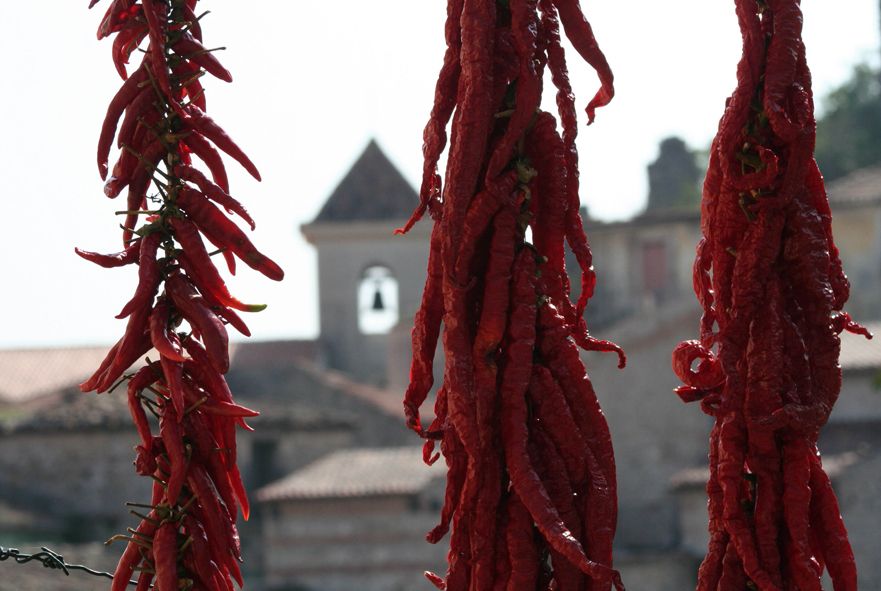 From Naples: Irpinia Wine Tour with 6 Tastings - Tenuta Donna Elvira in Montemiletto: innovative wines plus a real walkthrough