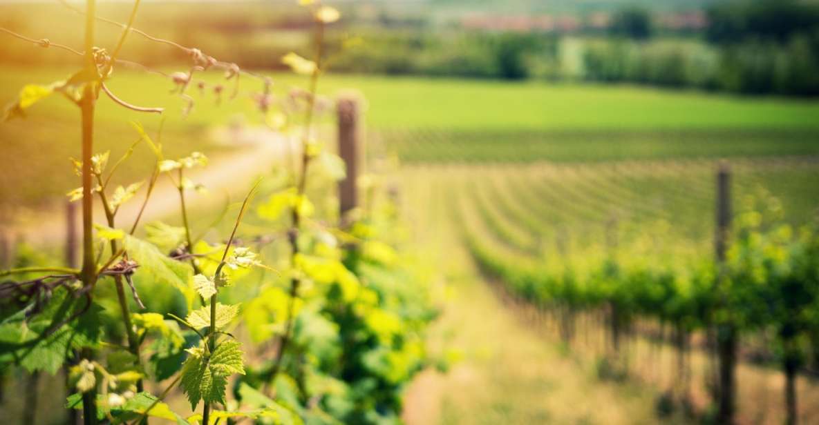 From Naples: Pompeii and Wine Tasting Tour with Lunch - Why this Naples day trip clicks: Pompeii meets Vesuvius
