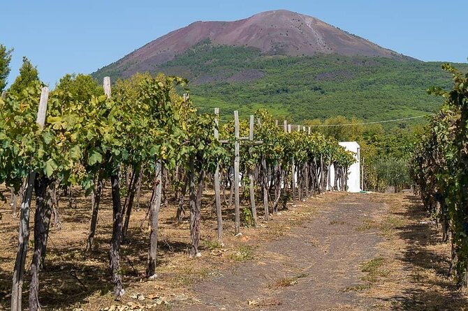 From Naples: Pompeii & Wine Tasting" Private Day Tour - Who this tour fits best