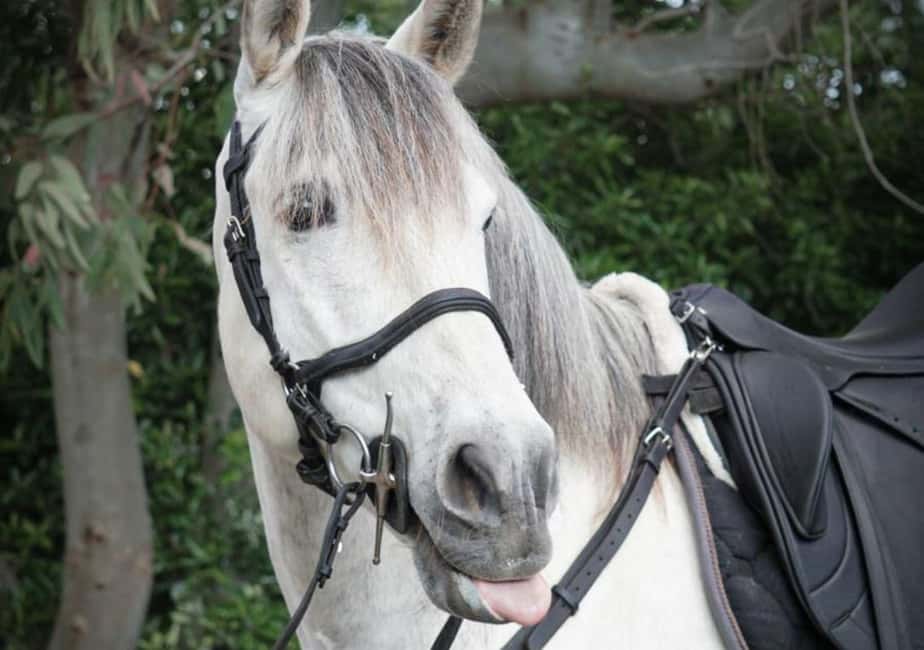 From Pompeii: Mount Vesuvius Horseback Riding Tour - Why ride Mount Vesuvius by horse instead of just looking?