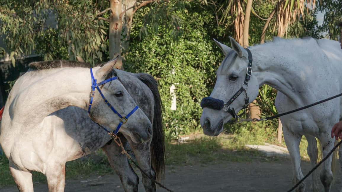 From Pompeii: Mount Vesuvius Horseback Riding Tour - Price and value: $79.30 for transport, gear, and a real hour on horseback