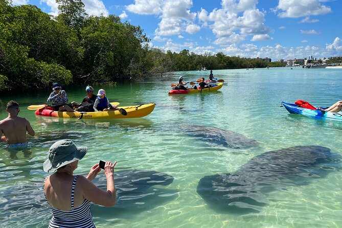 Guided Dolphin Eco Tour by Kayak & SUP - Fort Myers Beach, FL - Key things to know before you go