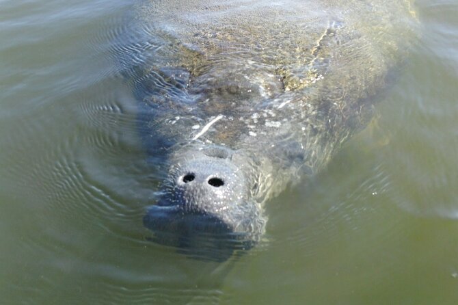 Guided Dolphin Eco Tour by Kayak & SUP - Fort Myers Beach, FL - The 2.5-hour flow: what the timing likely feels like on the water