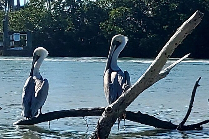 Guided Dolphin Eco Tour by Kayak & SUP - Fort Myers Beach, FL - Choosing the right day: wind, water, and why “wildlife search” is still worth it