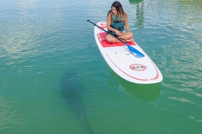 Guided Dolphin Eco Tour by Kayak & SUP - Fort Myers Beach, FL - Mangrove tunnels and wildlife odds: dolphins, birds, and manatees (Mar–Oct)