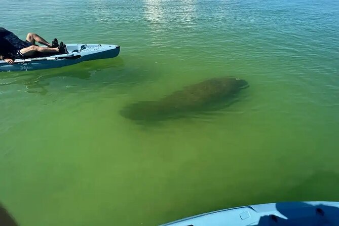 Guided Glow LED Kayak Sunset Activity in Bonita Springs - Gulf of Mexico Wildlife Time: Calm Water, Big Potential Sightings