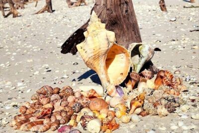 Half Day Keewaydin Shelling and Beach Adventure (Private) - Naples Bay Cruise: Dolphins, Mangroves, Birds, and Port Royal Houses