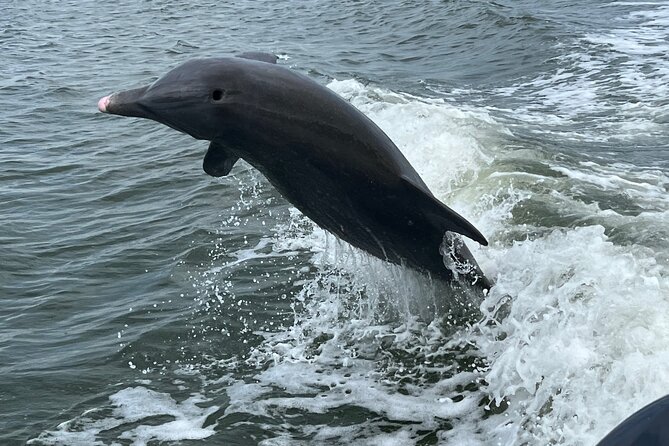 Half Day Private Shelling Dolphin EcoTour in 10 000 Island Marco - Key Points That Matter Before You Go