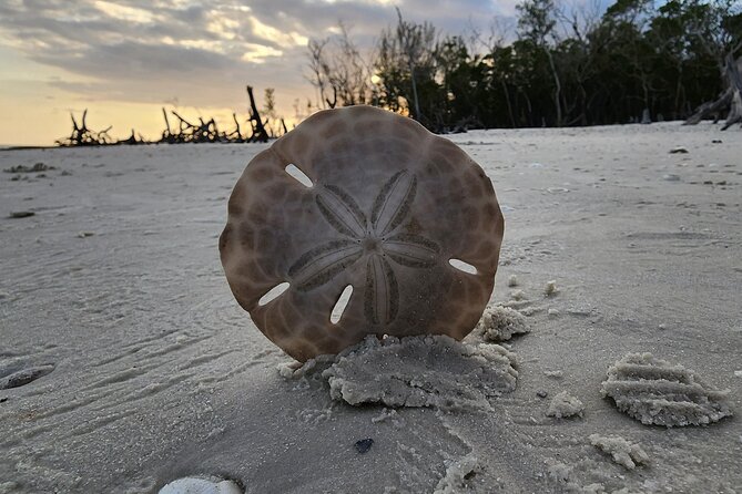 Half Day Private Shelling Dolphin EcoTour in 10 000 Island Marco - Marine Wildlife Expectations (And How to Frame the Odds)