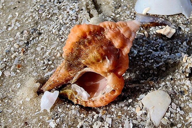Half Day Private Shelling Dolphin EcoTour in 10 000 Island Marco - Weather and Day-of Reality: The Experience Depends on Conditions