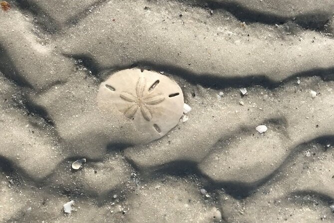 Half-Day Super Shelling Tour - Cape Romano and Shell Island: a shelling stop with a seasonal catch