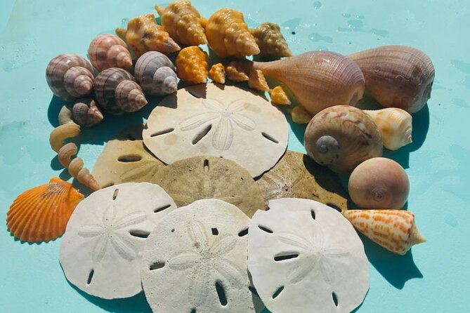 Half-Day Super Shelling Tour - Kice Island: why Florida shellers talk about it like a destination