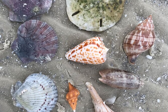Half-Day Super Shelling Tour - The guide makes the difference: Captains John and Nate’s dolphin-and-shell pointers