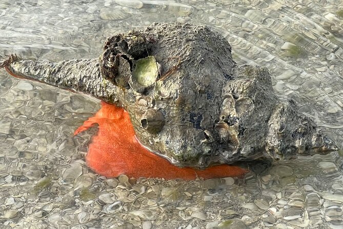 Island Paradise: Dolphin, Shelling, Birding Eco Boat Tour - Wildlife on the Day You Get It: Dolphins, Birds, Manatees, and More