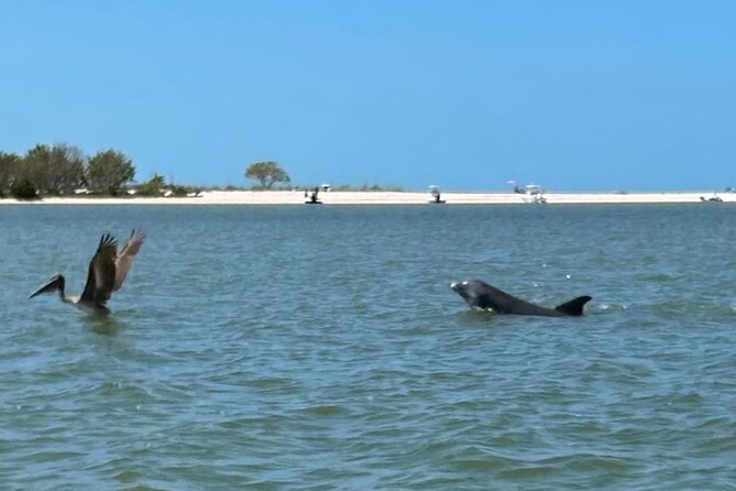 Manatee, Dolphin, and 10,000 Islands Eco Beach Tour by Boat - Manatees and Everglades wildlife on the Faka Union Canal (Stop 1)