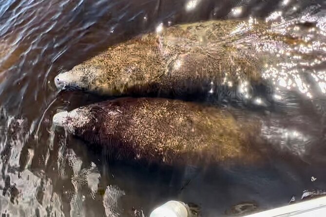 Manatee, Dolphin, and 10,000 Islands Eco Beach Tour by Boat - Dolphins: the best-case scenario and what to do if they don’t show