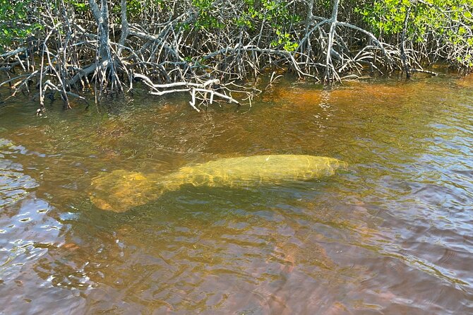Manatee, Dolphin, and 10,000 Islands Eco Beach Tour by Boat - Captains and the value of real local guiding