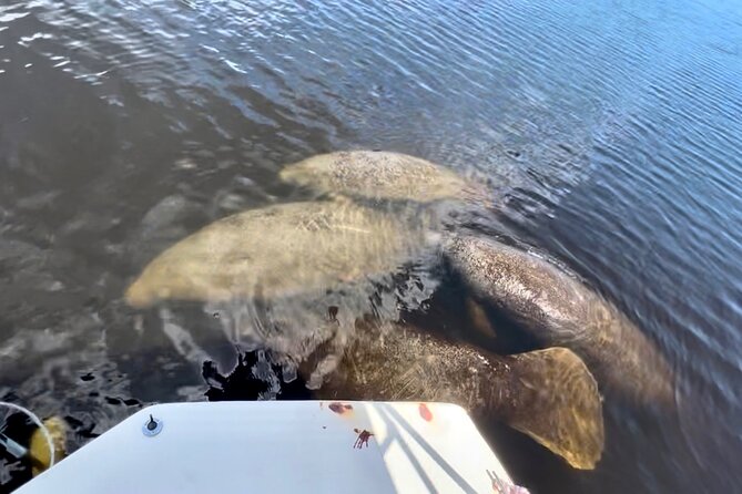 Manatee, Dolphin, and 10,000 Islands Eco Beach Tour by Boat - What’s included (and what you should bring)