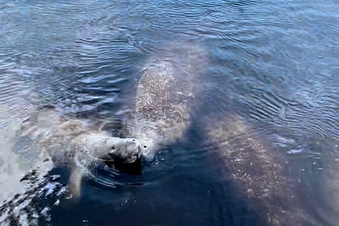 Manatee, Dolphin, and 10,000 Islands Eco Beach Tour by Boat - Small groups, speed, and comfort on a 3-hour outing