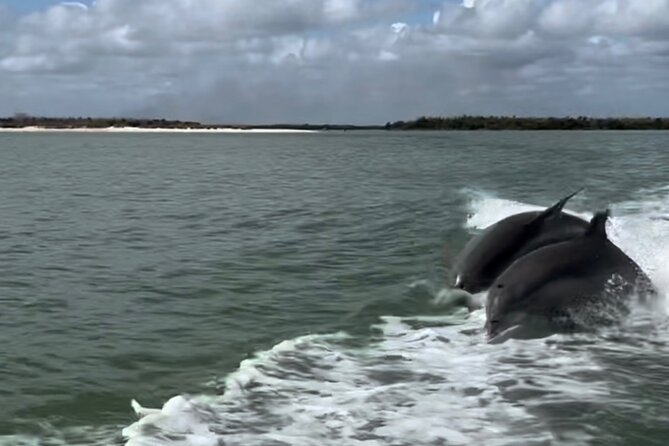 Manatee, Dolphin, and 10,000 Islands Eco Beach Tour by Boat - The 10,000 Islands beach stop: shelling, swimming, and the pace check