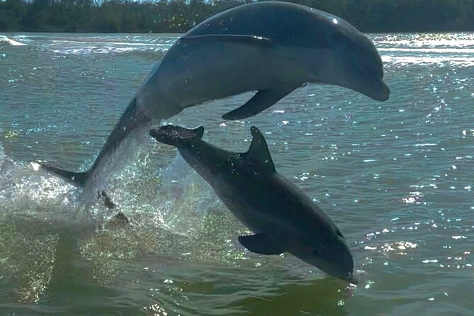 Manatee, Dolphin and 10,000 Islands Sunset Cruise! - Before You Go: Where You Meet, What to Bring, and How to Plan Your Evening
