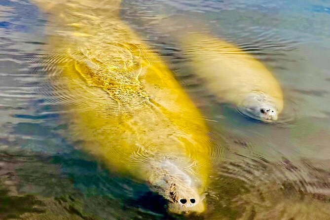 Manatee, Dolphin and 10,000 Islands Sunset Cruise! - Stop 1 at Port of the Islands Marina: Harbor Wildlife Chances in 45 Minutes