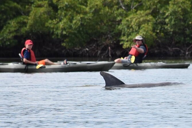 Mangrove Tunnels Kayak Tour (Photographer Included)- Marco Island - Guide energy: stories, dad jokes, and safety that feels human