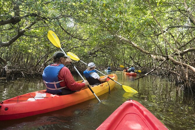 Mangrove Tunnels Kayak Tour (Photographer Included)- Marco Island - What to pack so you don’t go home miserable